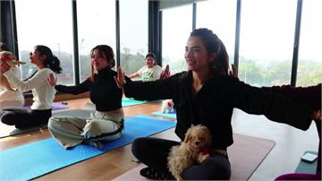 印度瑜伽教室「新助教」 11隻可愛狗狗陪練