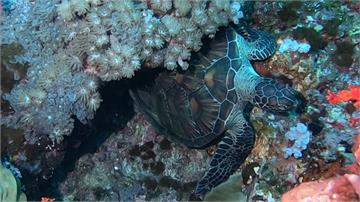 海底忙什麼? 直擊珊瑚產卵.海龜磨背萌翻天