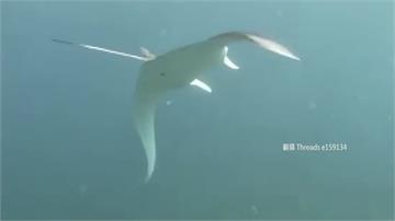 小琉球「嬌客」現蹤 水下世界巧遇海龜、鬼蝠魟
