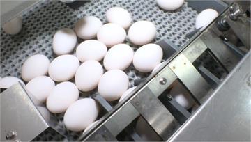 專案進口搭配滾動庫存 農業部重申：到期雞蛋不會流...