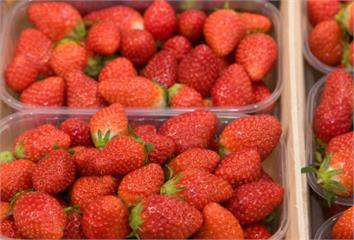日本草莓農藥殘留量將放寬！氟尼胺、克凡派是什麼 ...