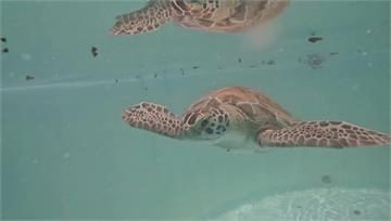 佛州研究：近4年誕生海龜 清一色都是雌性