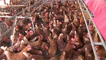 歐美爆發史上最嚴重禽流感 台灣肉雞、蛋價格恐飆漲...