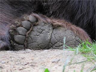 日本超市販售熊肉.熊掌 「連毛帶爪」畫面曝引熱議