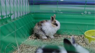 俄羅斯吹中國風 兔年「寵物兔」需求增10倍