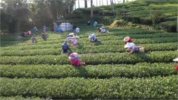 乾旱阿里山冬茶減3成 製茶技術提升品質佳