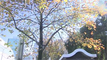 周末回暖！下週「入冬最強冷空氣」報到 最低溫10...