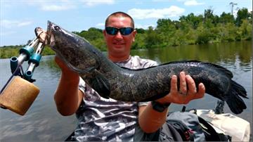 美國東部「蛇頭魚」激增 釣客捕釣拿獎金