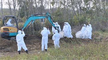 千隻禽流感死雞偷埋苗栗後龍 地主拒絕開挖、縣府重...