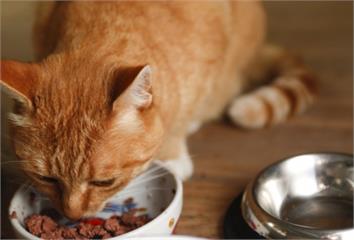 為何貓總是超準時要飯吃？ 獸醫曝「背後原因」：多...