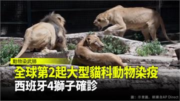 出現咳嗽症狀 西班牙動物園4獅子染疫