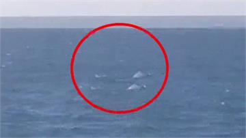 白海豚家族現身台中港 海巡驚喜拍照記錄