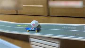 日本飼主三年訓練 文鳥變身滑板高手