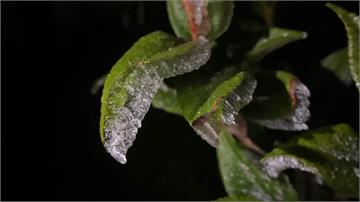葉面結冰仍「常青」！ 高山植物禦寒機制大解密