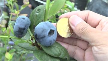 花蓮農種出超巨型藍莓　 比「50元硬幣」大