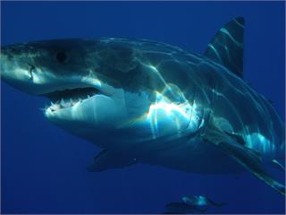 日漁民撈烏賊 收網一看...嚇！5公尺大白鯊闖入