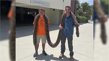 佛州捕獲超巨緬甸蟒 長5.8公尺「比長頸鹿還高」