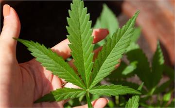 泰國大麻政策大轉彎！ 全面禁止娛樂用大麻