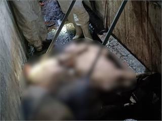 台中豬農父子證人身分到案說明 檢方訊後諭知請回