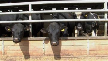 德科學家「訓練小牛如廁」 助於降低溫室氣體排放