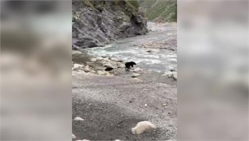 母黑熊帶2小黑熊渡河　民眾意外撞見拍下