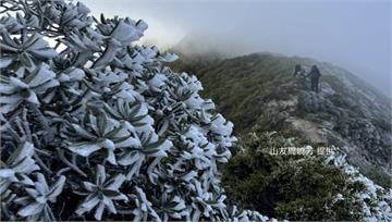 首波冷氣團報到！雪霸雪山主峰零度以下　植物結霜成...