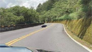 民眾公路巧遇台灣「小黑熊」 稀有畫面曝光