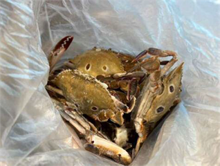 六福萬怡「冷凍三點蟹」 遭驗重金屬超標