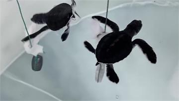 澎湖綠蠵龜孵化！ 天氣偏冷讓「雄性比例較高」