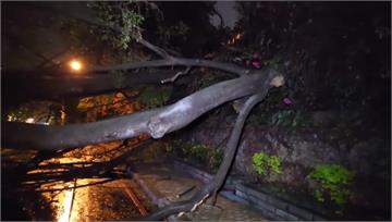 大雨襲彰化！ 10公尺高路樹突倒塌阻斷交通