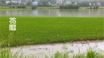花蓮多處低窪地區淹水 5公頃稻田全泡水