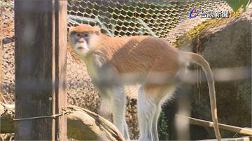 台北動物園上演八點檔 小紅猴生父成謎