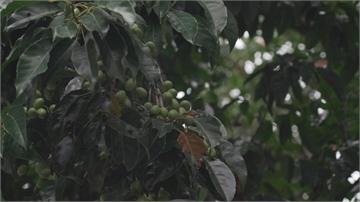 百年老宅創新台菜 橄欖樹藏思母之情