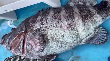 88公斤深海大石斑上鉤！ 漁民賣6萬如中樂透
