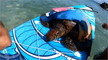 小琉球海龜遭螺旋槳打傷 遊客遊艇業者救援