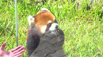 上海小貓熊抵北市動物園 「樂樂、甜甜」正式亮相