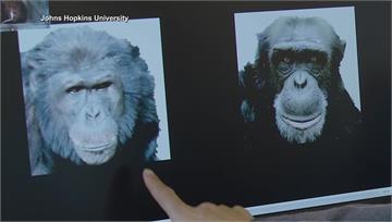 黑猩猩記憶如人類！ 美國研究：認得分開26年親戚