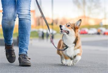 狗狗散步好處多！小型犬、大型犬該怎麼遛？