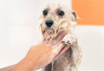 狗狗一洗澡就想逃？獸醫師揭「1原因」常被忽略 牠...