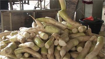 進口白蘿蔔農藥超標5倍 同批恐已流入市面吃下肚