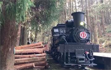 林管處辦柳杉伐疏 重現阿里山懷舊鐵路