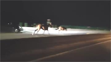 苗栗驚見「馬」闖快速道路狂奔！遭閃避不及的小客車...