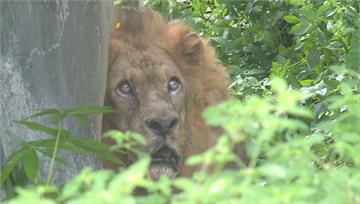 2年內搬3次家　年邁獅王落腳壽山動物園