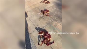 竹北人行道驚見帝王蟹趴趴走！網笑：這算是「香蟹大...