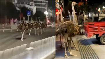 中國廣西上百隻鴕鳥街頭狂奔！撞翻攤子、攻擊路人