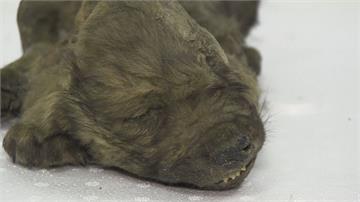 冰封1.8萬年！俄國出土「幼獸」 疑狼與狗祖先