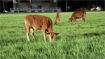 明新科大操場驚見三隻牛吃草！學生笑稱「以為新聘除...