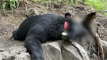 繫放2個多月「85公斤黑熊」困陷阱脫水亡　警調查...