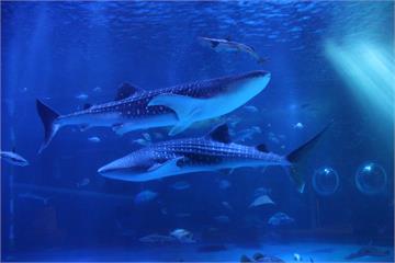 因強震受害 能登島水族館明星鯨鯊死亡