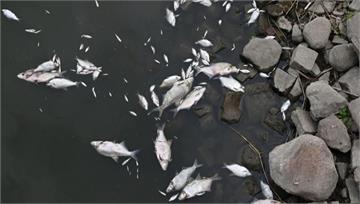 河水汙染？奧德河生態浩劫 魚群集體翻白肚